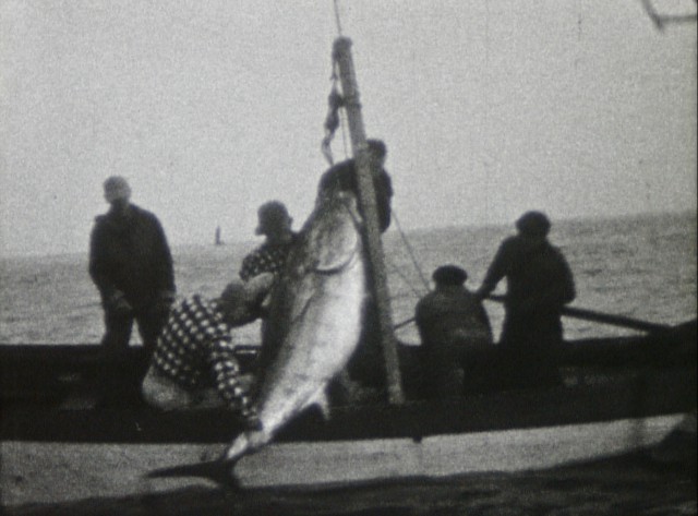 Pêche au thon rouge