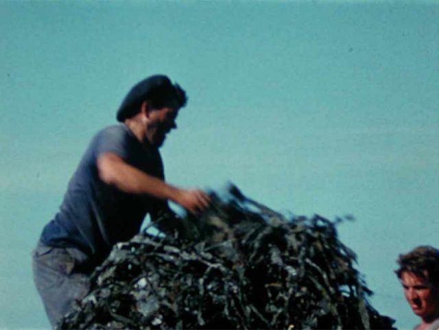 Projection de films sur les goémoniers issus des fonds de la Cinémathèque de Bretagne avant un repas de la mer.