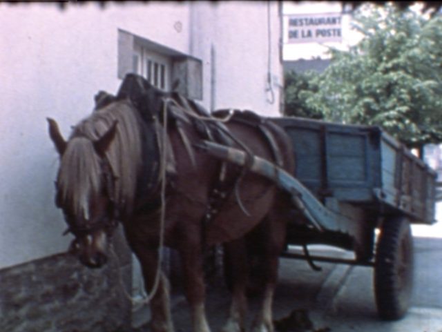 371 cheval.jpeg