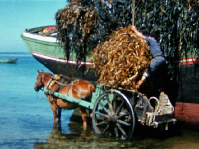 Ciné-débat : Cheval et goémonier - Dans le cadre de la 3ème édition du Mois du Cheval/Pays de Landivisiau