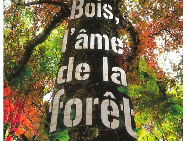 Bois, l'âme de la forêt