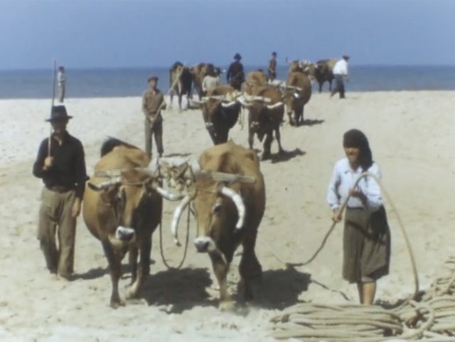 Gouel ar filmoù "Confrontations" : skignadenn "Les femmes et la mer"