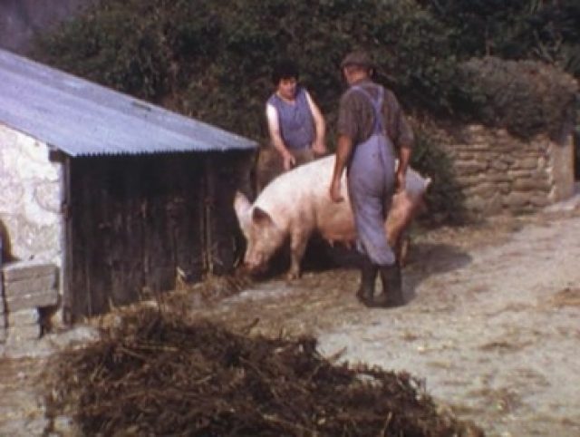 Cochon Cinéma : les porcs s'illuminent !