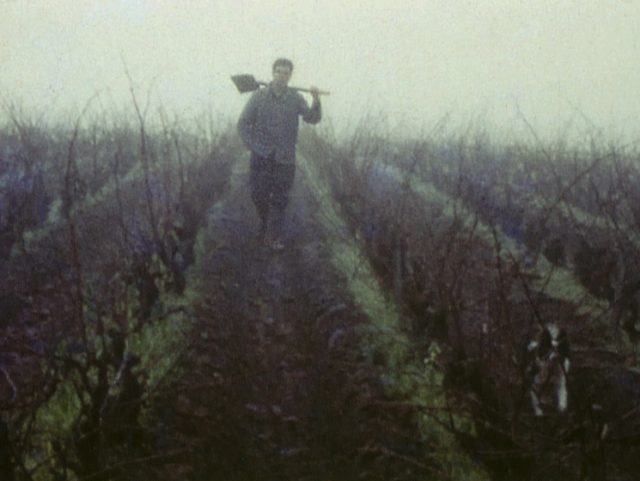 "Mémoires du pays du vignoble nantais" : présentation de la résidence documentaire