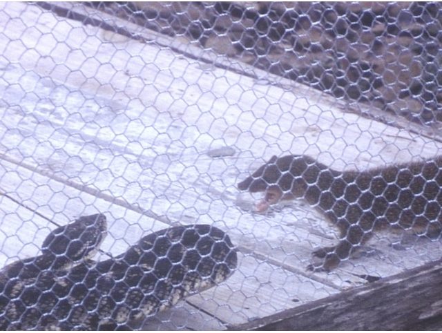 Exposition : "Bet’long"