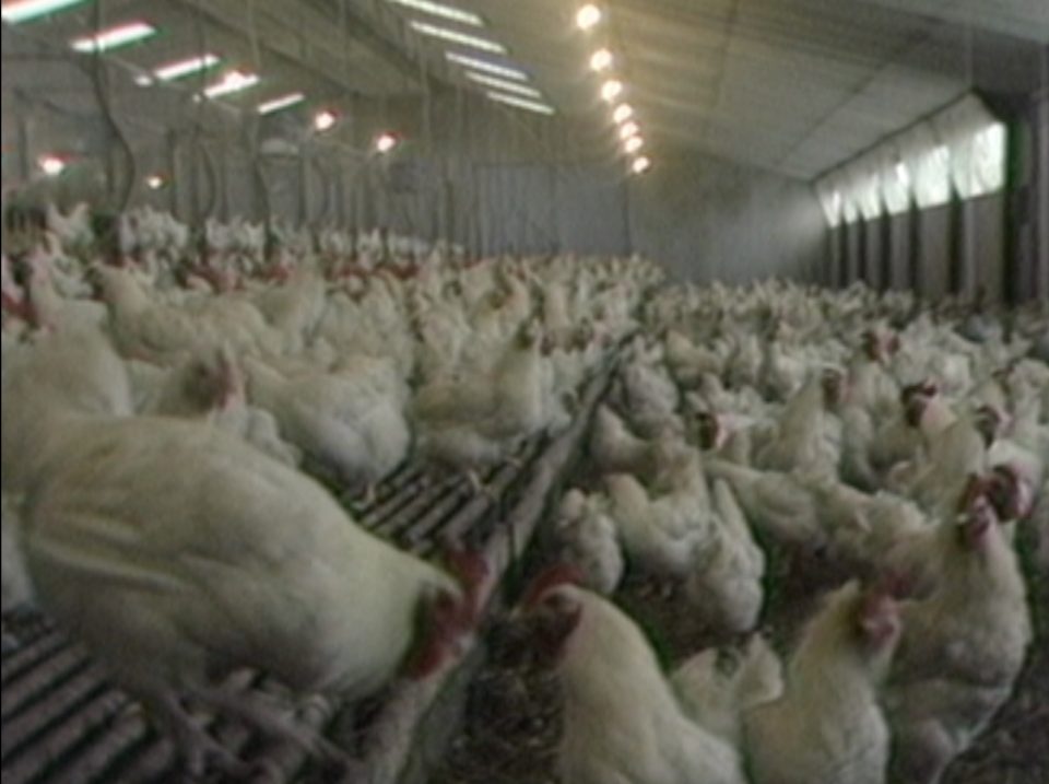 Skinwel : skignadenn "Poulet mania"